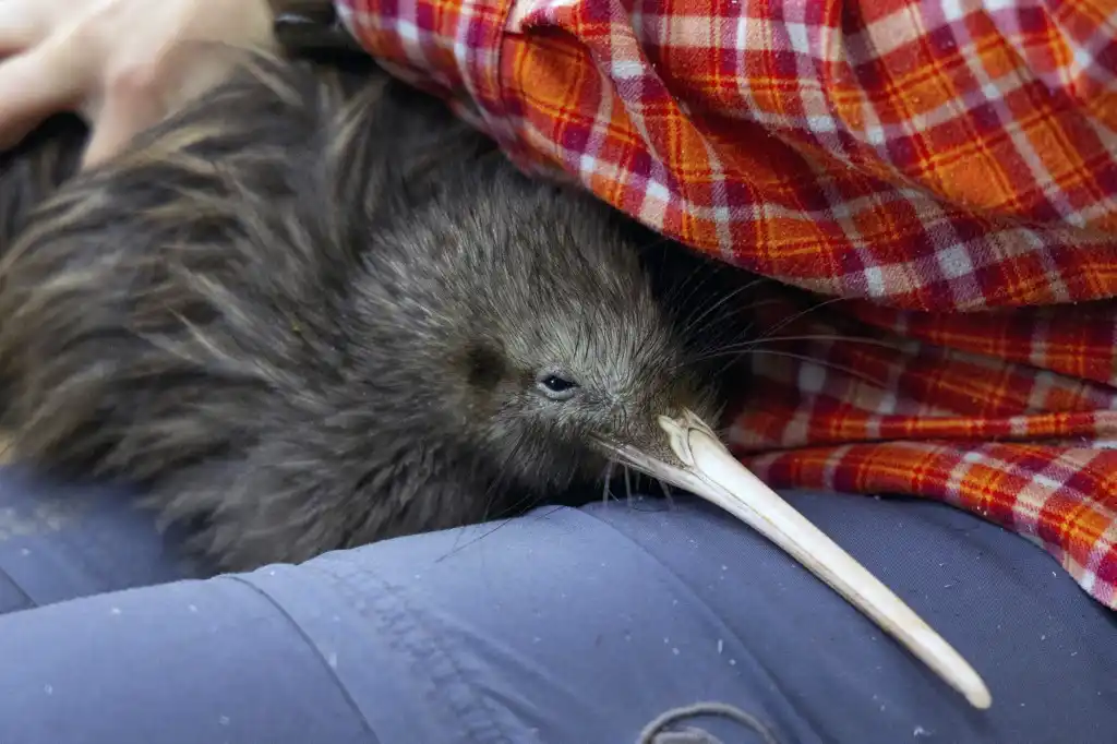El kiwi, ave que desapareció hace medio siglo, está de regreso