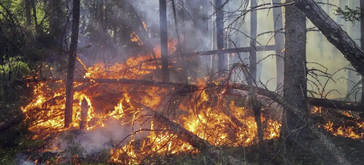 Bosques-cambio-climático-destrucción