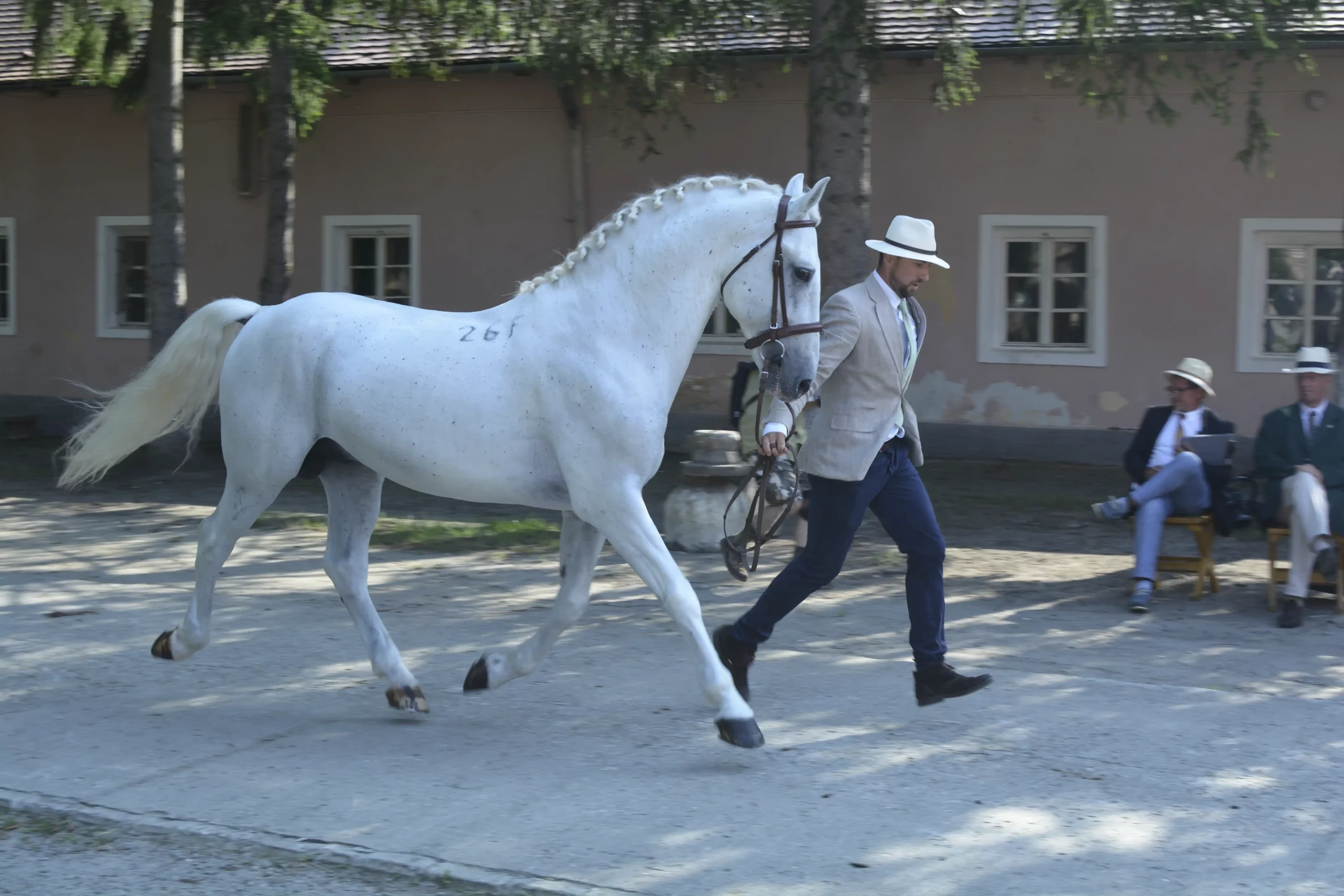 Caballos lipizzanos