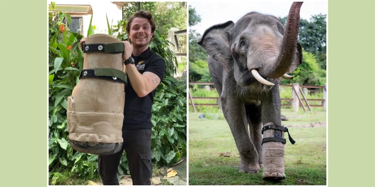 Elefante pierde una pata en una trampa; ahora camina con prótesis