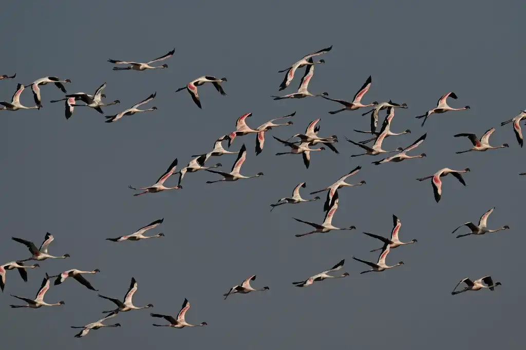Flamencos
