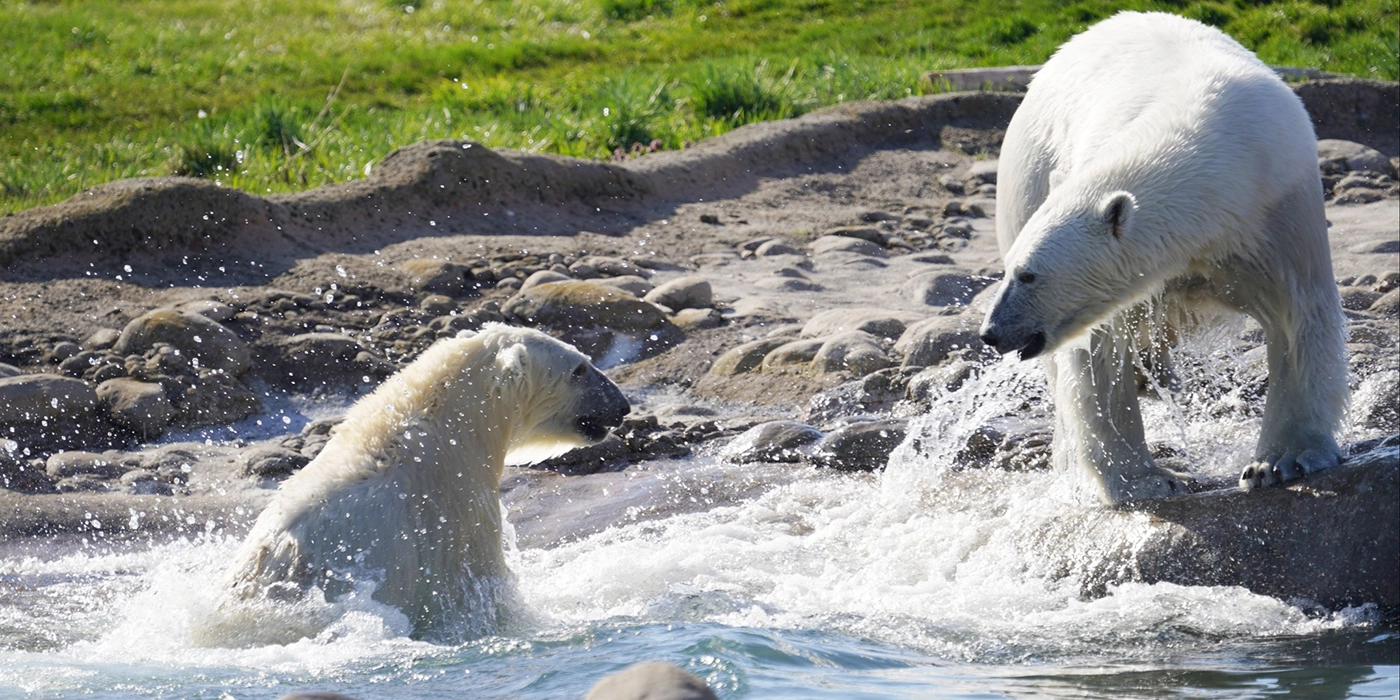 Osa polar rechazada por su madre finalmente se reúne con su familia