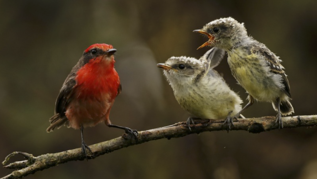 Población de pájaro brujo, en peligro de extinción, llega a 42 ejemplares