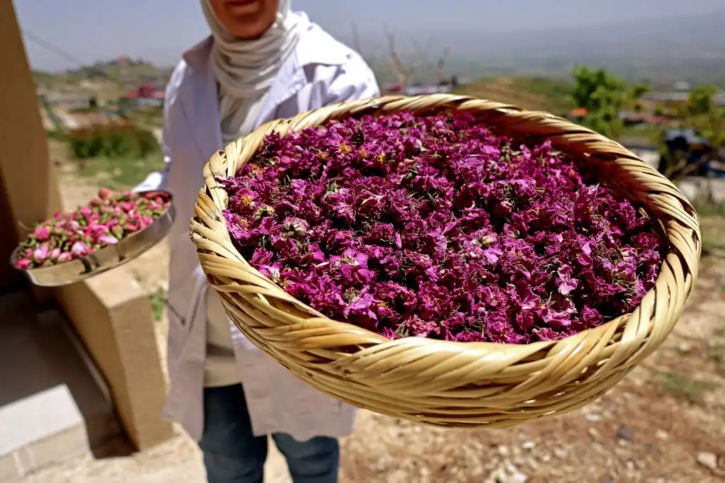 La temporada de rosas inicia en Líbano, una tradición milenaria
