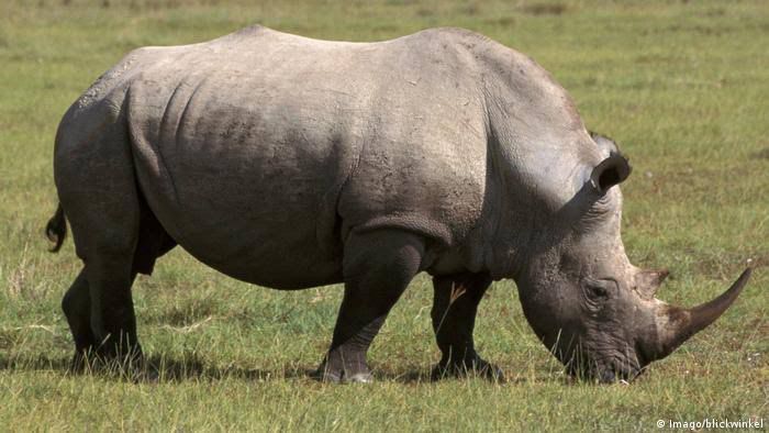 John Hume subastará la mayor granja de rinocerontes.