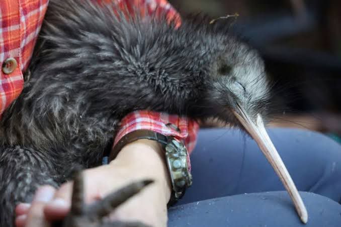 El kiwi, ave que desapareció hace medio siglo, está de regreso