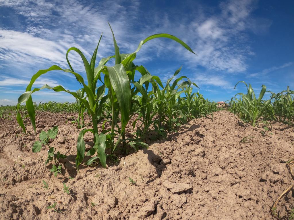 Se redujo la superficie de uso agrícola en Aguascalientes, según el INEGI