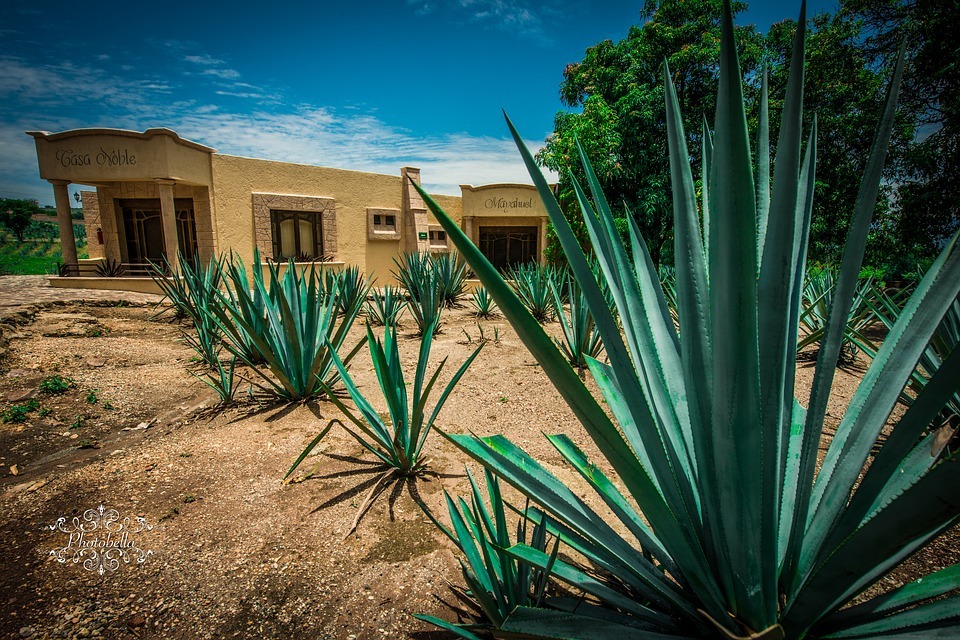Seguirá la lucha de Aguascalientes por mantener la denominación de origen mezcal