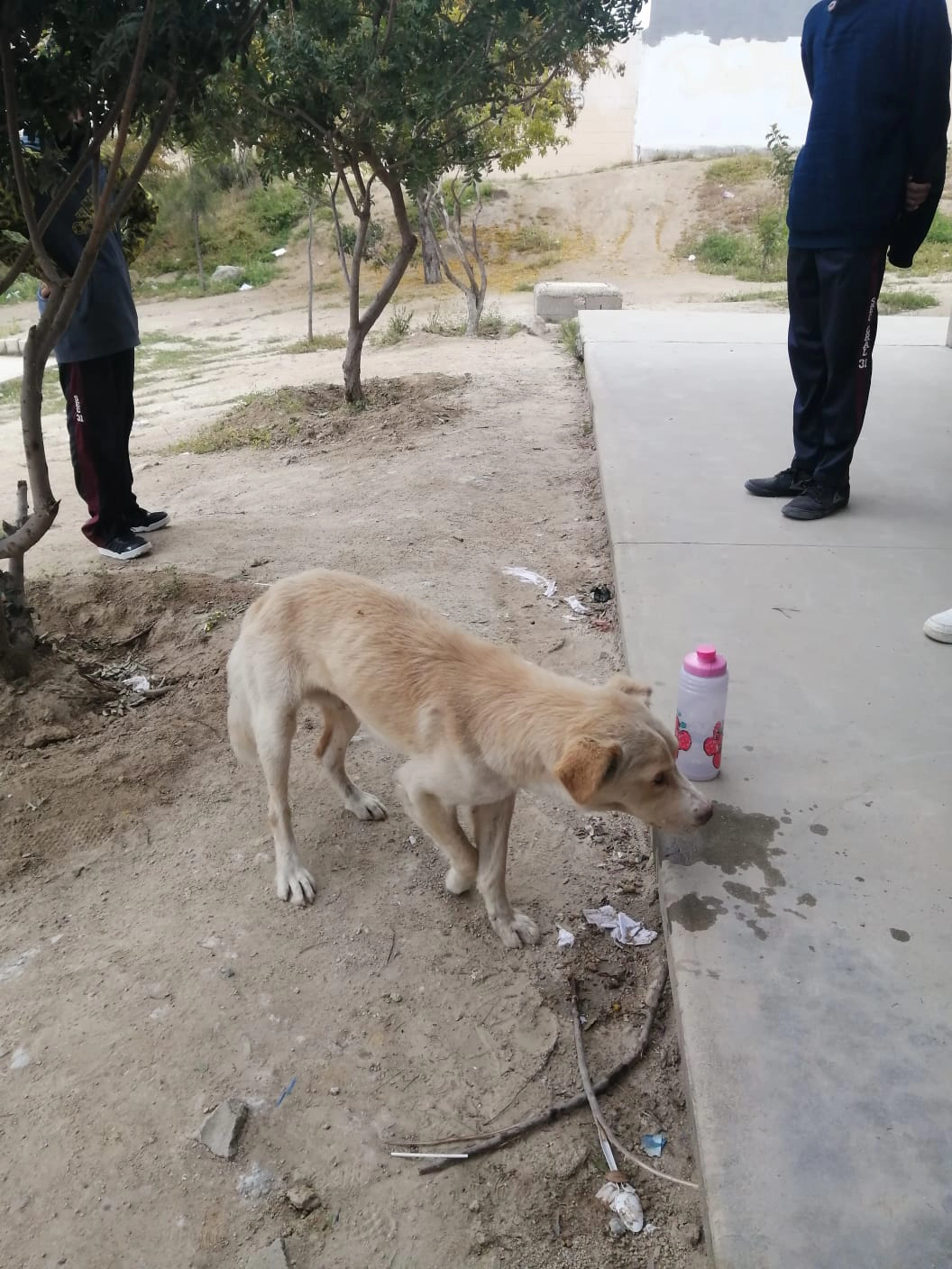Perros callejeros