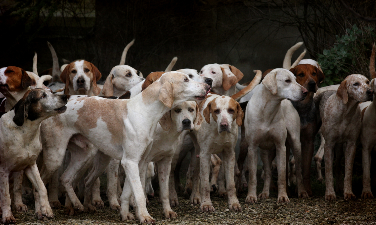 Reportan envenenamiento de 30 perros en El Huixmí, en Pachuca; vecinos convocan a marcha
