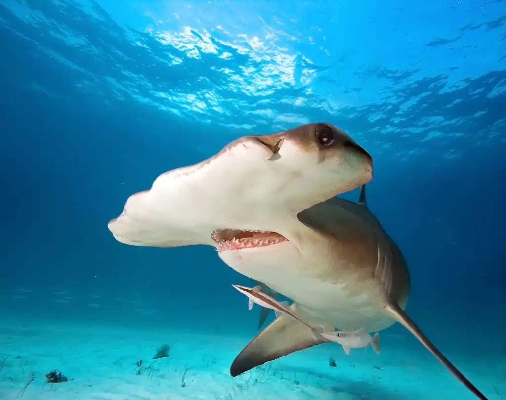 tiburón martillo