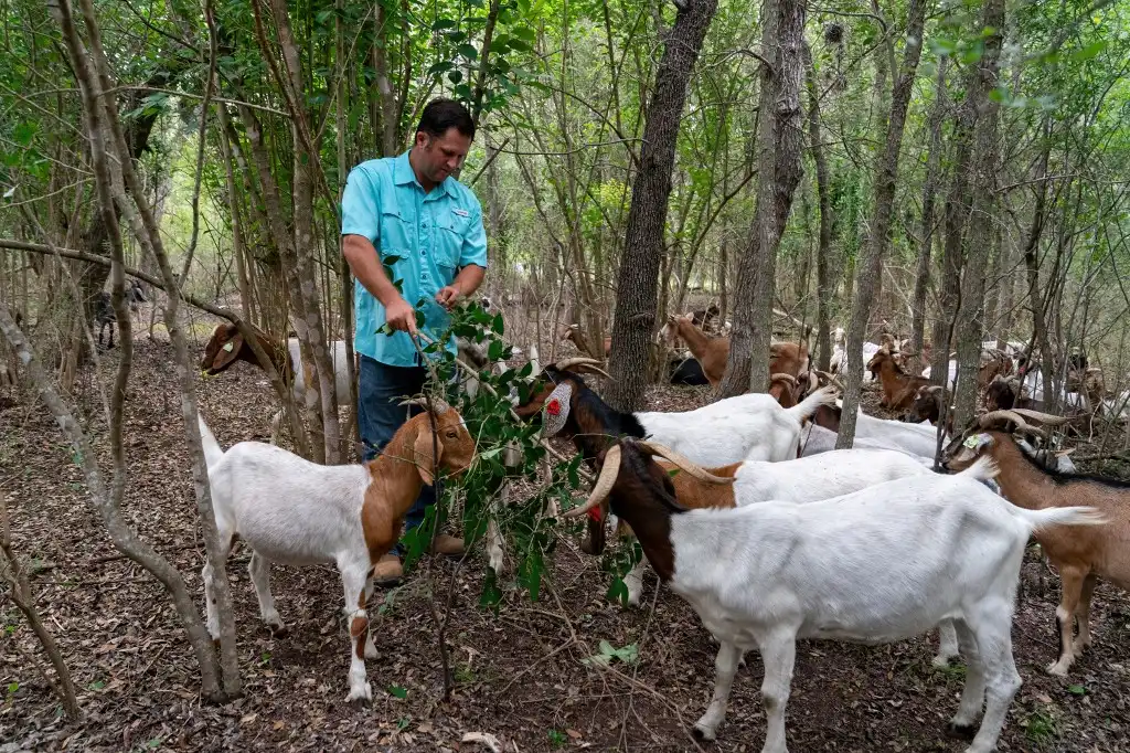 Cabras árboles