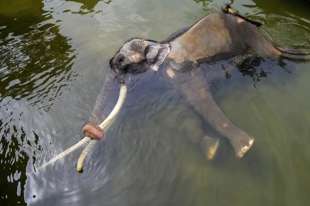 El elefante de la discordia
