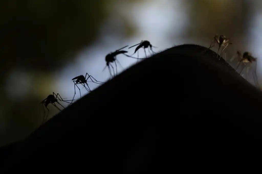 Fila de mosquitos