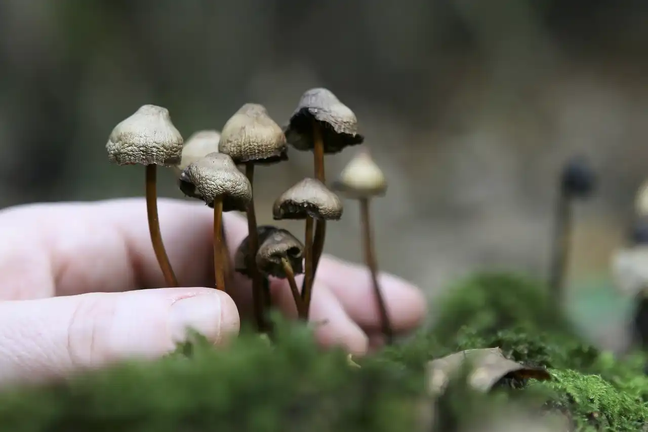 Hongos alucinógenos