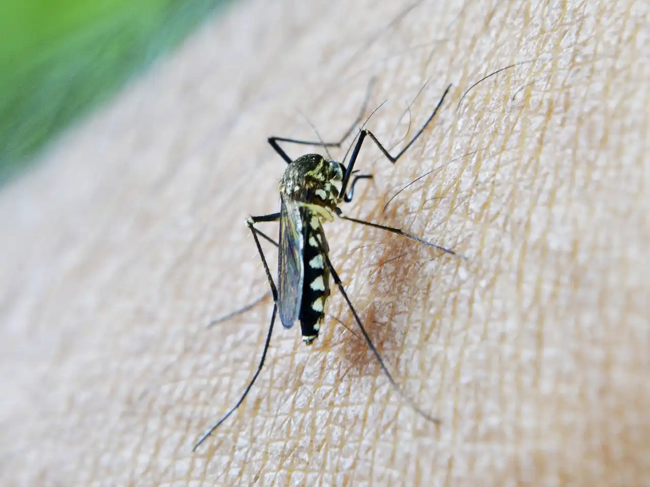 EUA alerta sobre brote de malaria local, el primero en 20 años