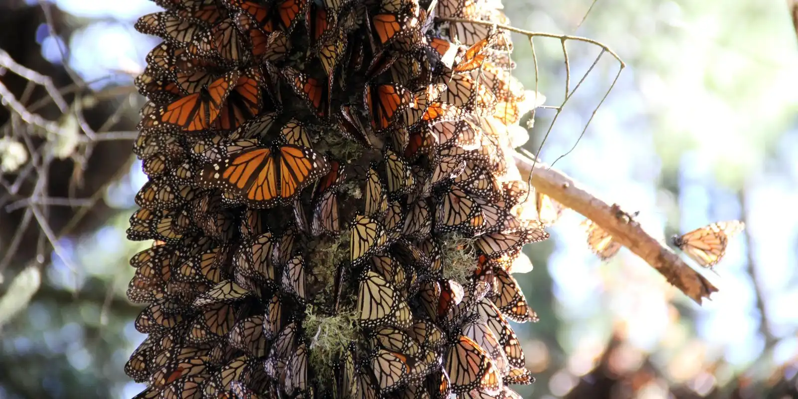 Presencia de la mariposa monarca en México disminuye en 22 por ciento
