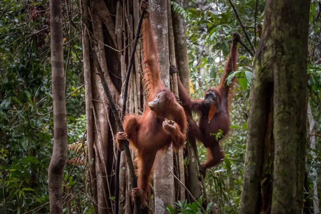 Orangutanes y humanos
