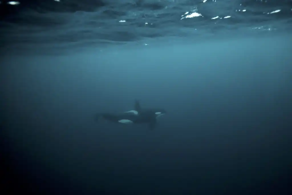 Orcas ataque