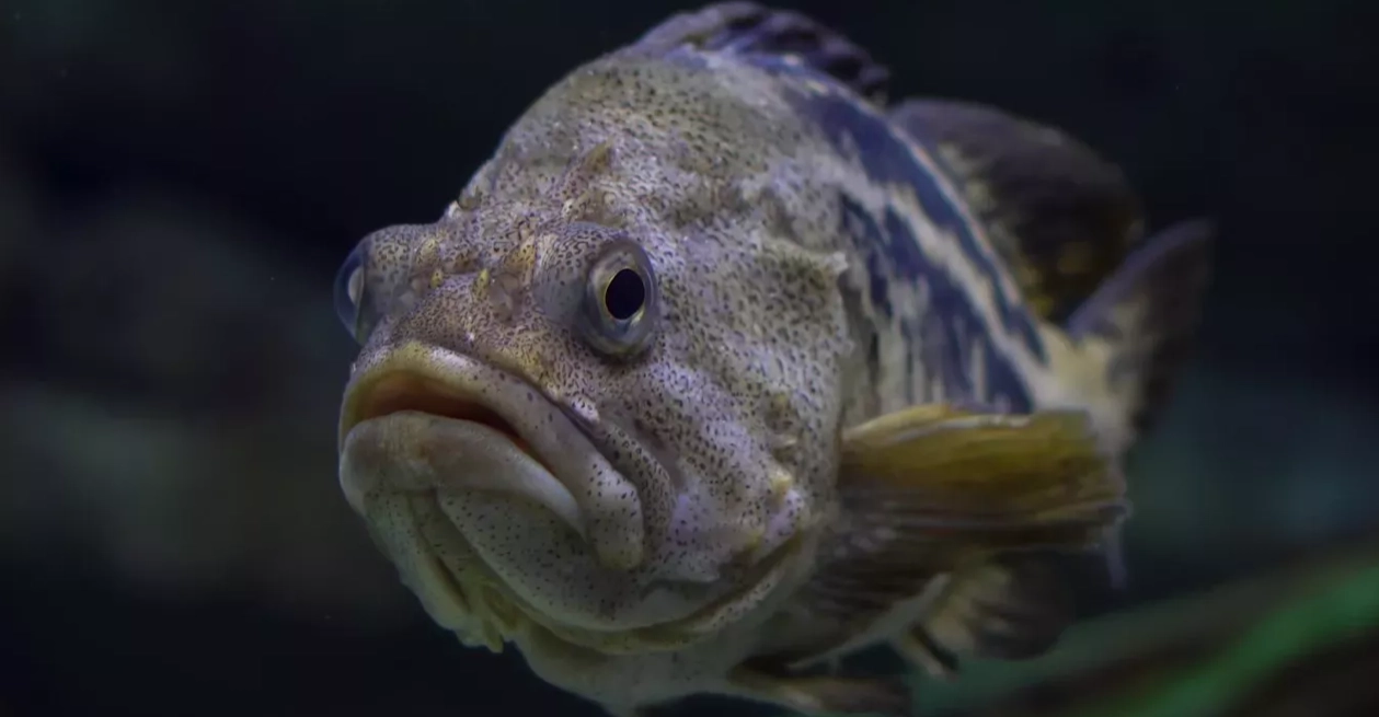 Dilema pescetariano: expertos analizan si realmente los peces sienten dolor
