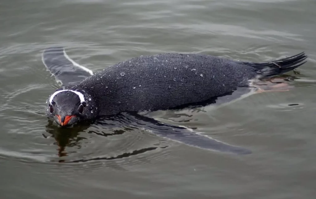 Pingüinos papúa
