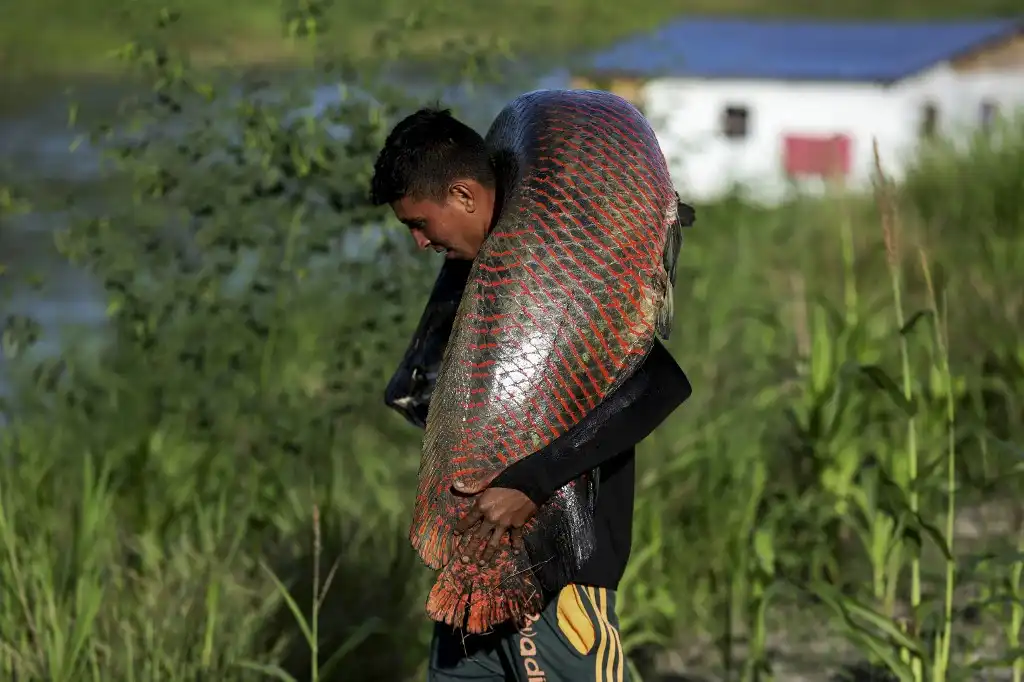 Pirarucú, un pez codiciado en la Amazonia por cazadores furtivos