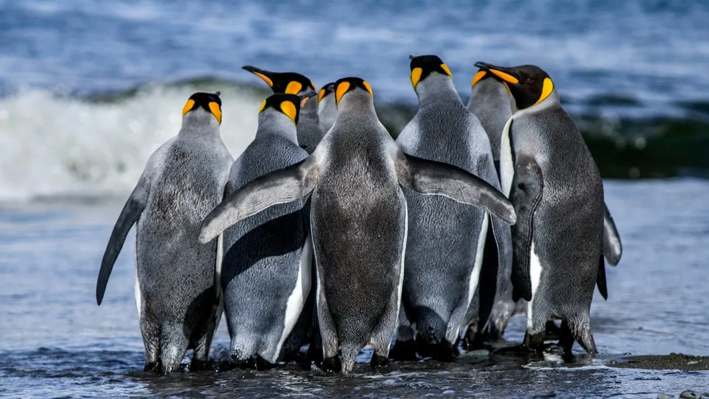 Devastadora gripe aviar azota a la fauna marina de Chile: el 10% de la población de pingüinos ha perecido