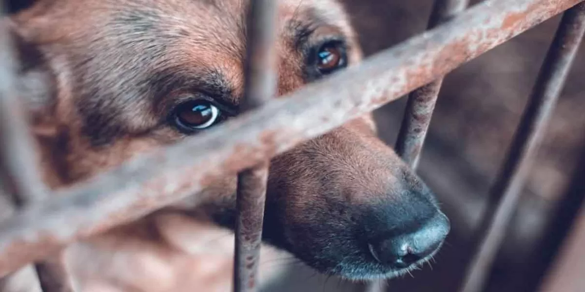 Puebla, Atlixco y Coronango, concentran más denuncias por maltrato animal