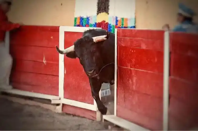 Presentan iniciativa para prohibir las corridas de toros y las peleas de gallos en Aguascalientes