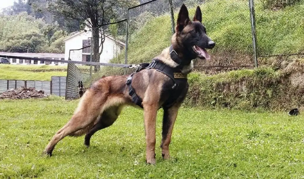 Clamor exige que se localice a Wilson, el perro rescatista de los niños en Colombia