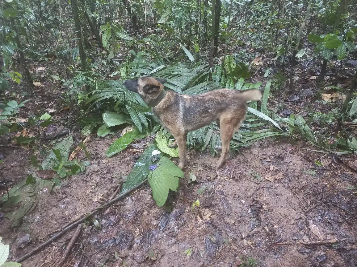 Cómo avanza la búsqueda de Wilson, el perro perdido en la selva colombiana