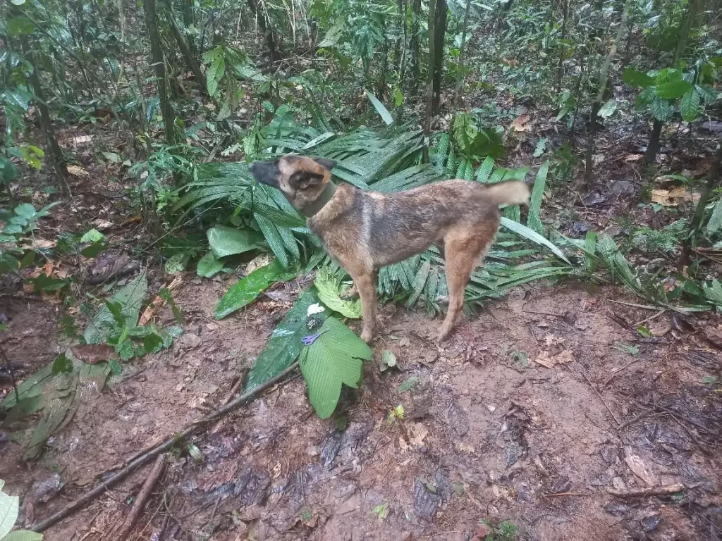 Perro buscador de los niños perdidos en la selva de Colombia también se extravía