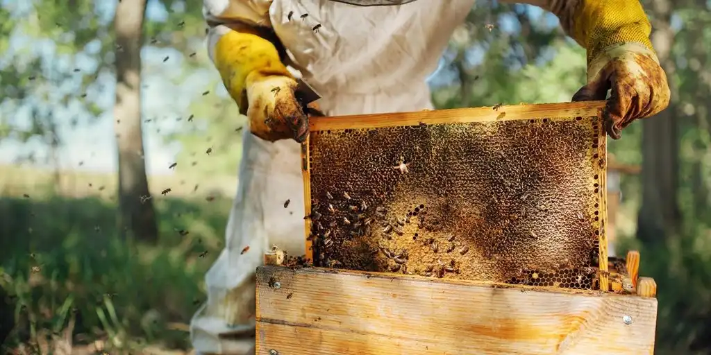 abejas California