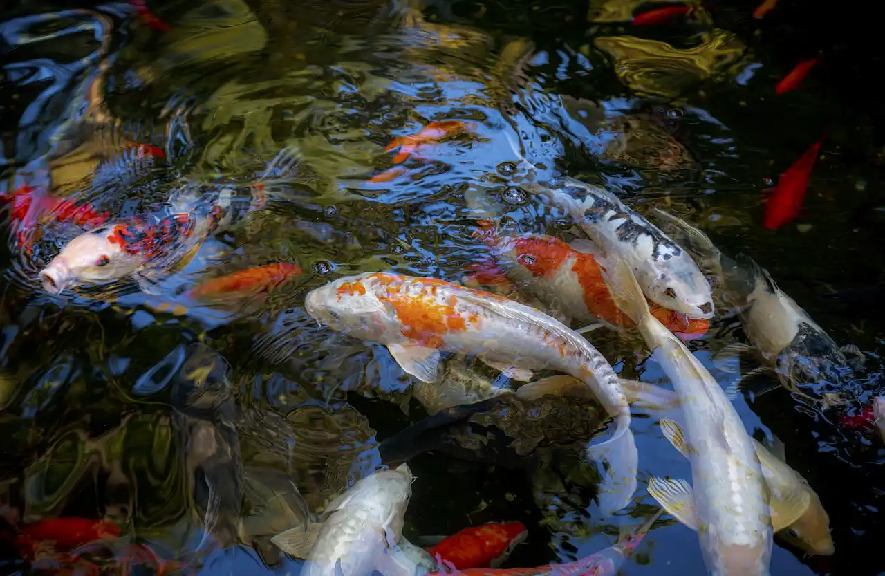 canícula muerte especies marinas