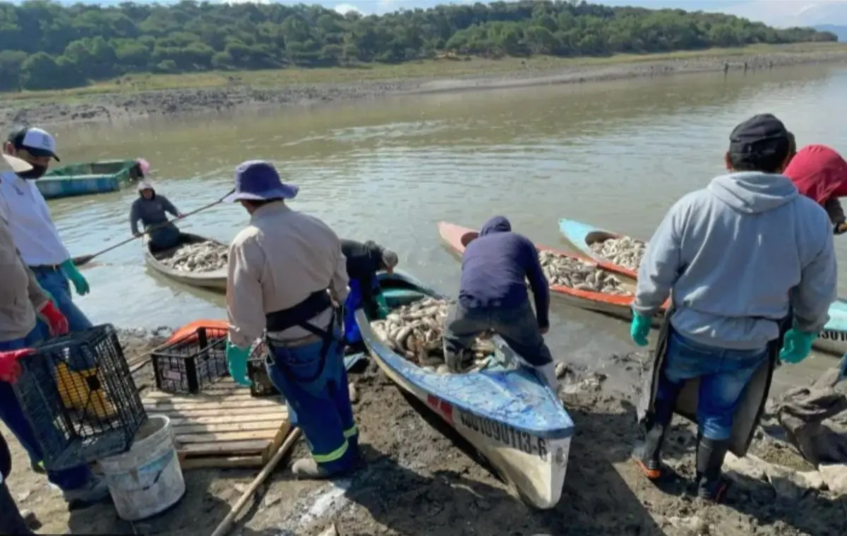 Por sequía y muerte de peces, solicitan declaratoria de emergencia para la presa Requena