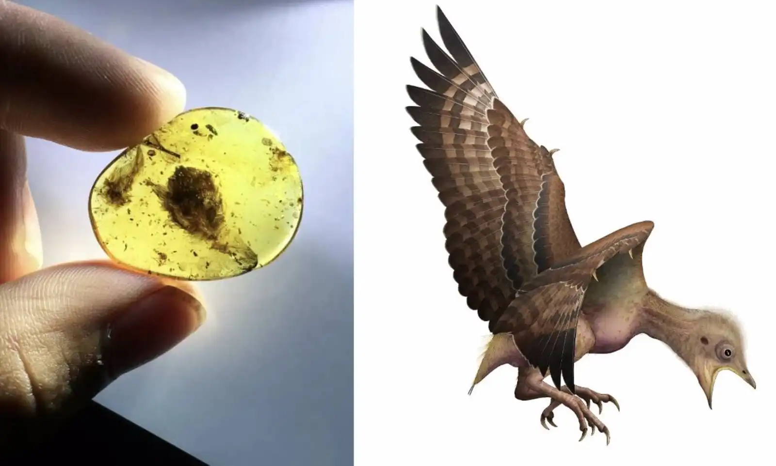 Aves dinosaurios