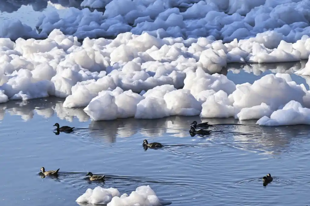 Aves en espuma tóxica