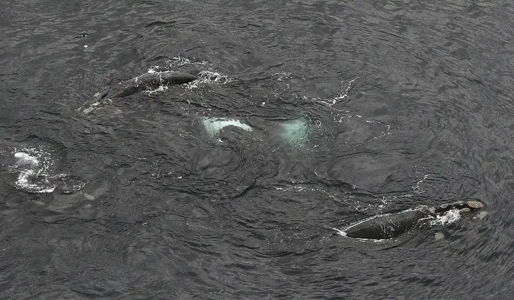 Ballenas Piloto
