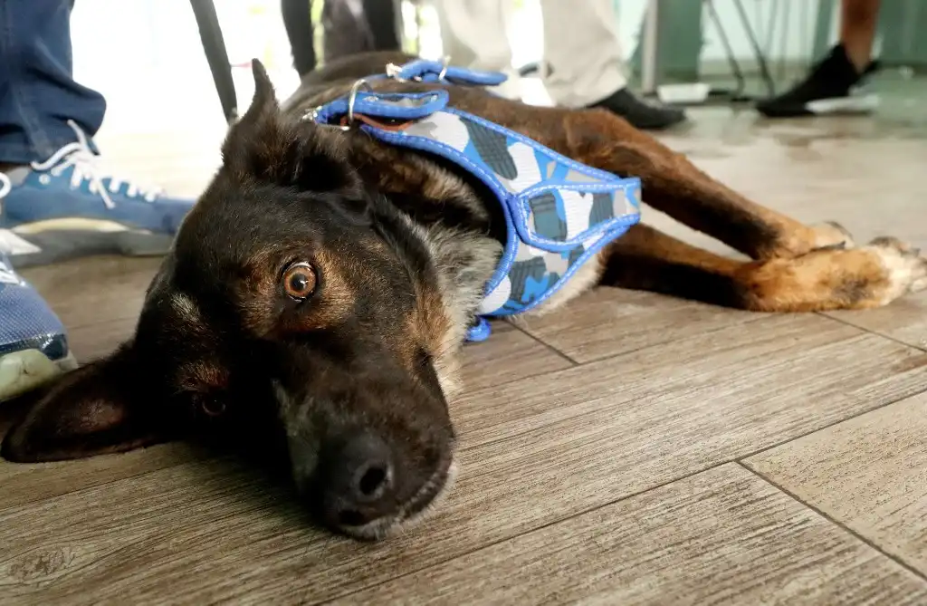 Bella perrita