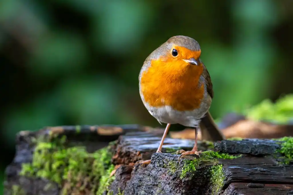 El cambio climático confunde a las aves: ya no saben cuándo reproducirse