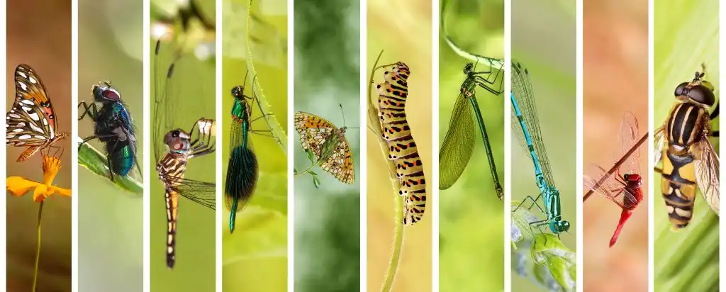 La contaminación del aire también daña a las poblaciones de insectos
