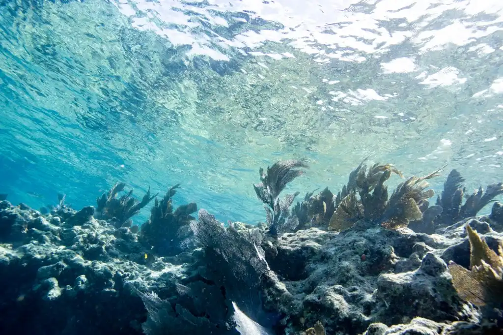 EUA: la temperatura del mar en Florida alcanza nuevo récord de calor