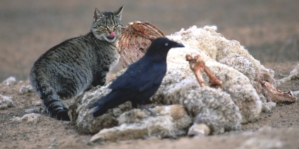 gatos salvajes