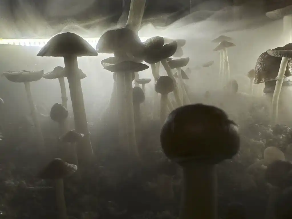 Hongos de psilocibina