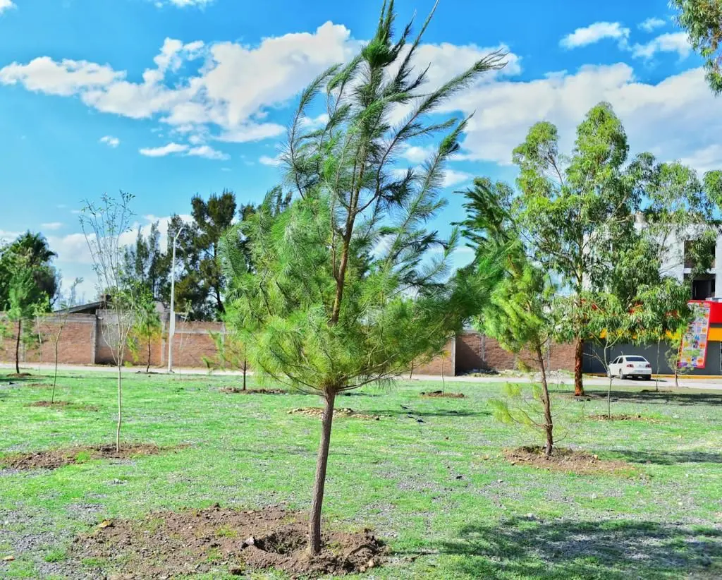 Suman seis microbosques en Durango , el más reciente en el fraccionamiento Los Viñedos I