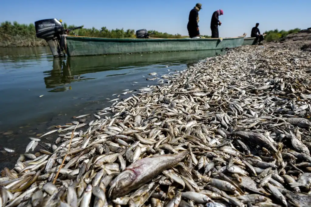 Sequía deja miles de peces muertos a orillas de un río irrigado por el Tigris