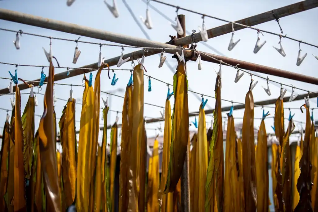 &#8216;Kombu&#8217;, el alga marina que seduce con sus múltiples beneficios