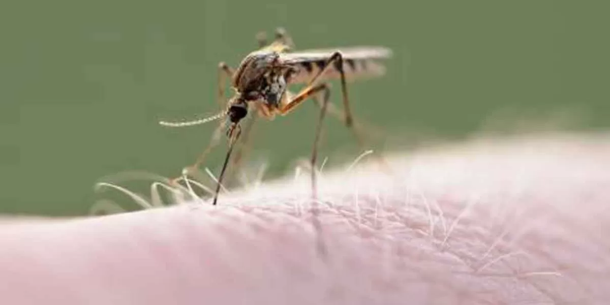 Suman 344 casos de Dengue en Puebla; la SSA reportó 85 casos Covid