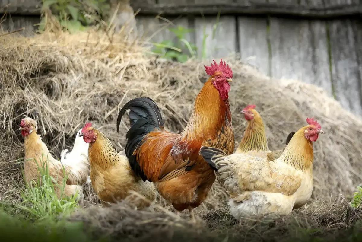 Los huesos de pollo
