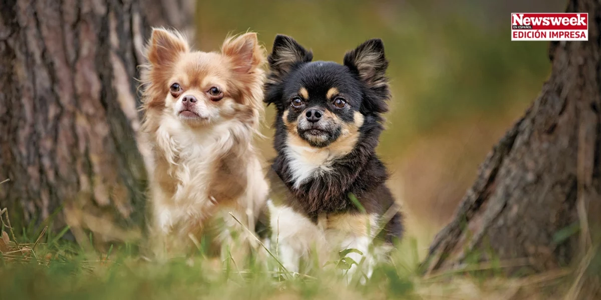 Perros